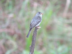 Contopus cinereus