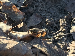 Brachycera