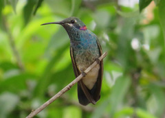 Colibri serrirostris