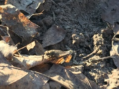 Brachycera