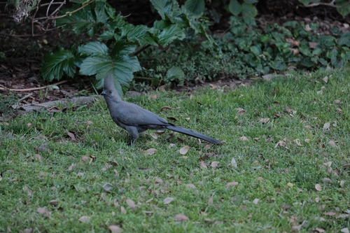 Grey Go-away-bird