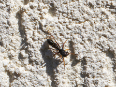 Leptorchestes berolinensis