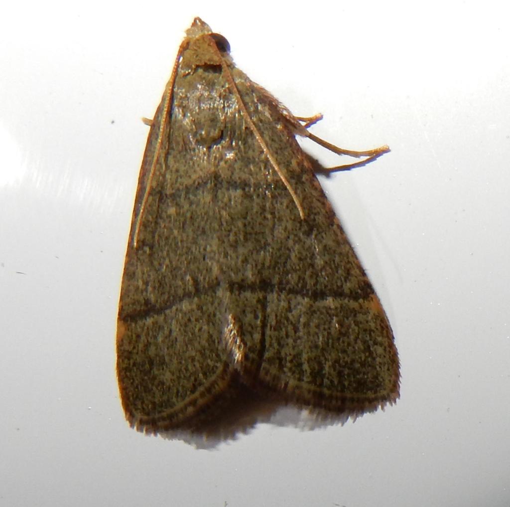 Ocrasa nostralis
