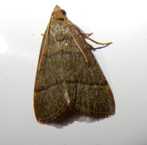Ocrasa nostralis