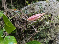 Marcgravia rectiflora