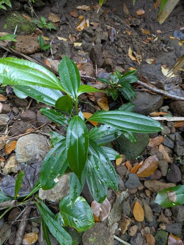 Cinnamomum verum observed 2026-04-23