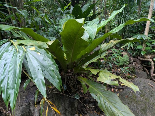Anthurium hookeri (Anthurium hookeri)