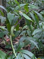 Anthurium hookeri, photograph (c) Kevin Faccenda, some rights reserved (CC BY)