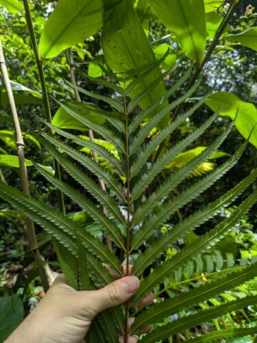 Osmunda banksiifolia iNat (1)