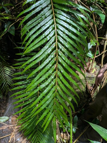Osmunda banksiifolia, photograph 1
