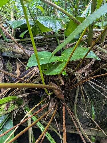 Osmunda banksiifolia, photograph 2