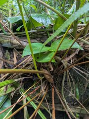 Osmunda banksiifolia, photograph Kevin Faccenda, CC BY, iNaturalist via GBIF