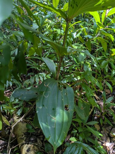 Medinilla cumingii, photograph 2