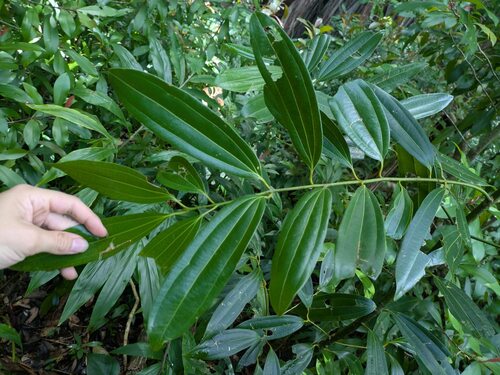Cinnamomum verum observed 2026-04-23