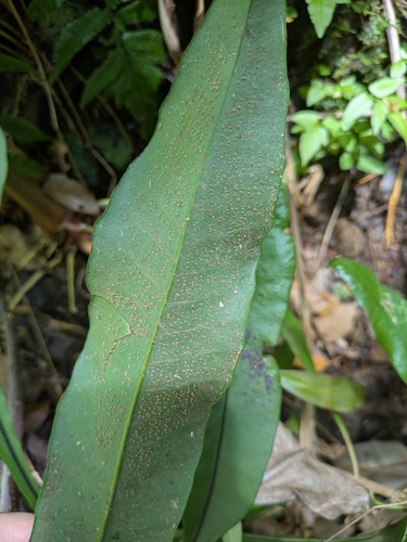Microsorum punctatum observed 2026-04-23