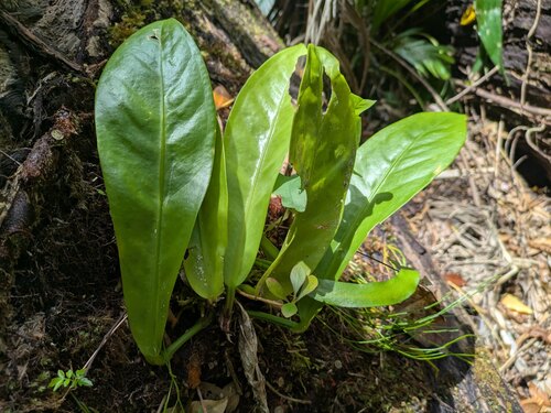 Anthurium hookeri (Anthurium hookeri)