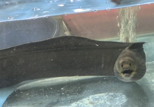 White-margined moray (Enchelycore schismatorhynchus) — Muraenidae — 4