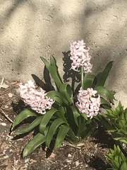 Hyacinthus orientalis