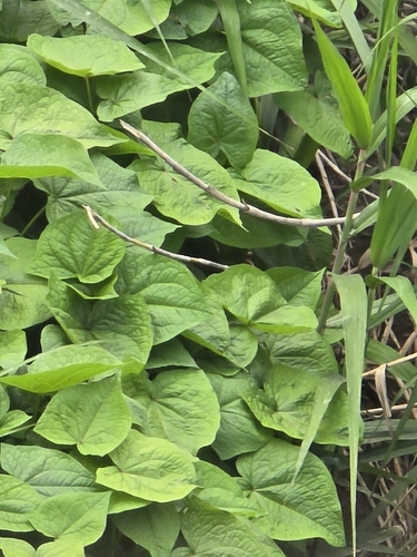 Fagopyrum cymosum, photograph 4