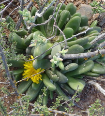 Glottiphyllum oligocarpum