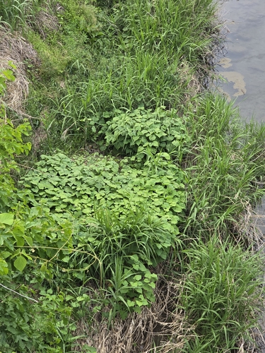 Fagopyrum cymosum, photograph 6