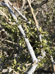 Boscia foetida
