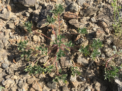 Langloisia setosissima