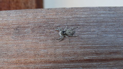 Menemerus bivittatus