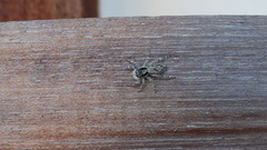 Menemerus bivittatus