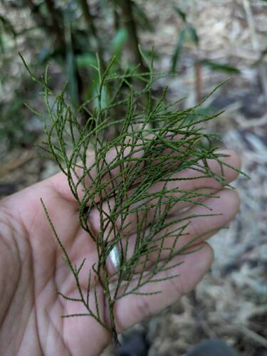 Juniperus observed 2026-04-24
