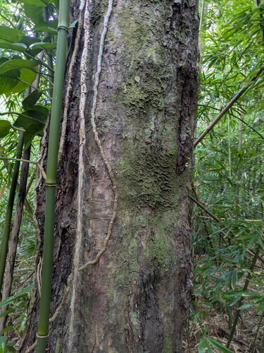 Juniperus barbadensis, photograph 5