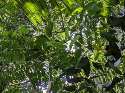 Cinnamomum verum observed 2026-04-24