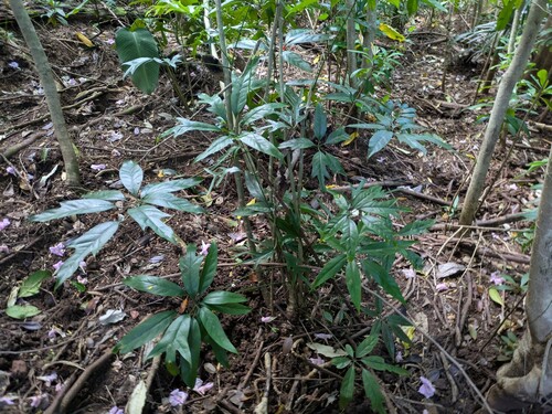 Heptapleurum heptaphyllum observed 2026-04-24