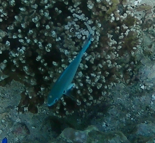 Chromis observed 2026-04-28