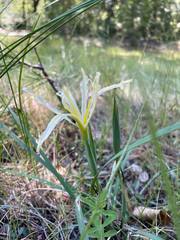 Iris tenuissima, photograph (c) Amelia Tauber, some rights reserved (CC BY)