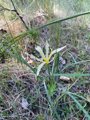 Iris tenuissima, photograph (c) Amelia Tauber, some rights reserved (CC BY)