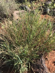 Panicum coloratum