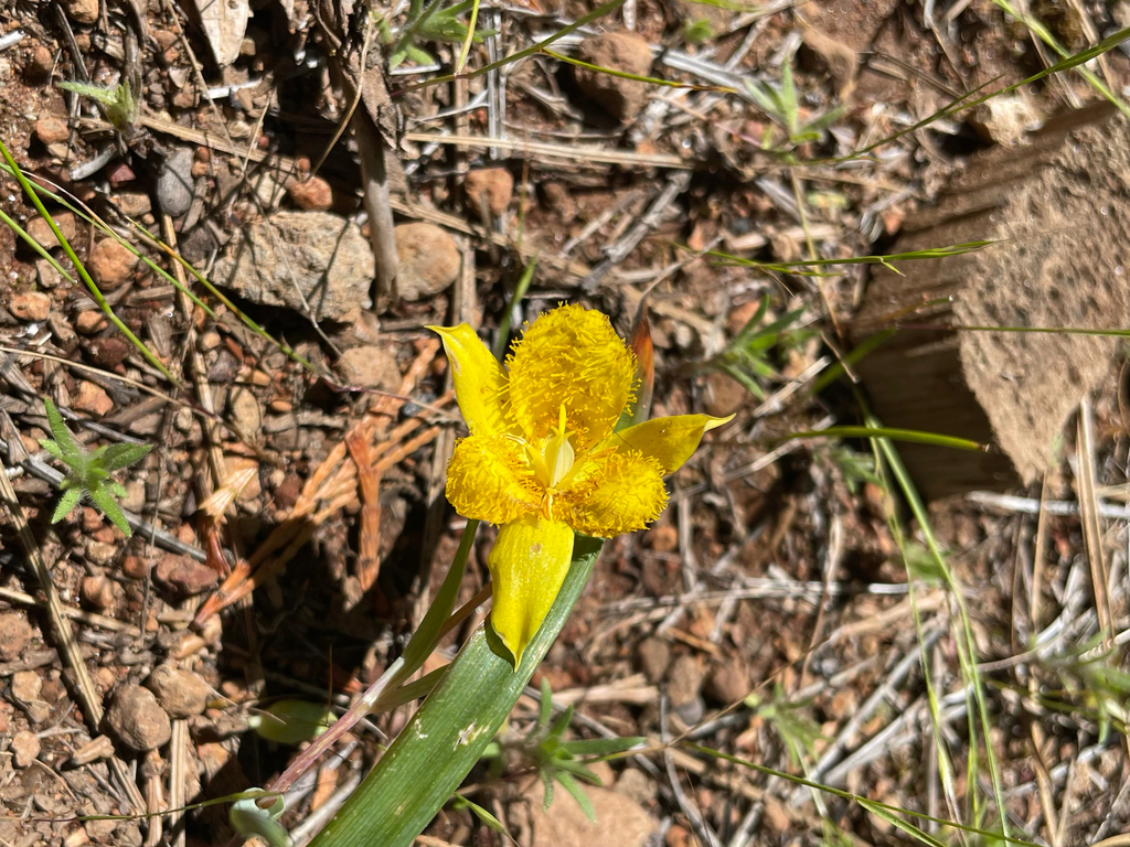 Calochortus monophyllus; photograph (c) Amelia Tauber, some rights reserved (CC BY)