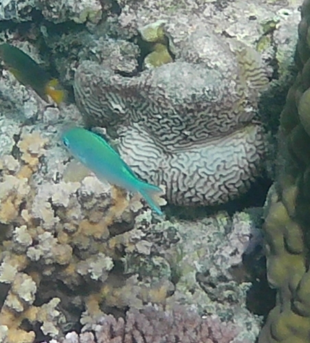 Chromis observed 2026-04-28