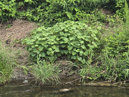 Fagopyrum cymosum, photograph 3