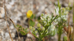 Spermolepis lateriflora