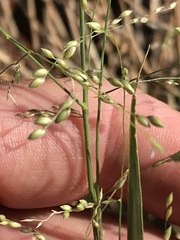Panicum coloratum