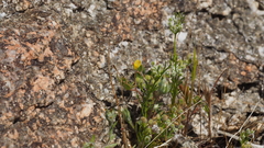 Spermolepis lateriflora