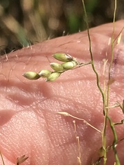 Panicum coloratum