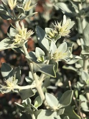 Leucosphaera bainesii