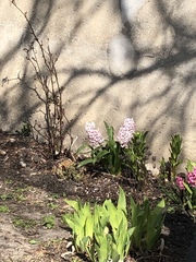 Hyacinthus orientalis