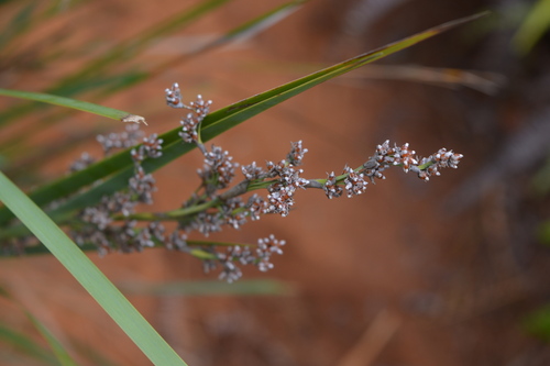 Machaerina glomerata observed 2015-07-22
