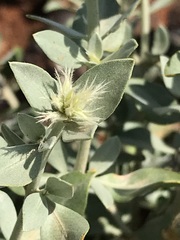 Leucosphaera bainesii