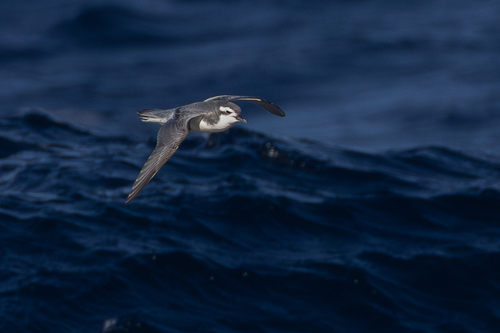iNaturalist image
