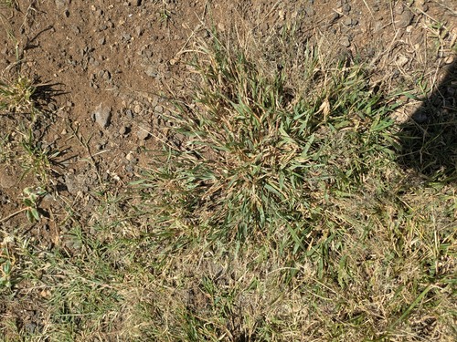 Sporobolus coromandelianus observed 2026-04-25